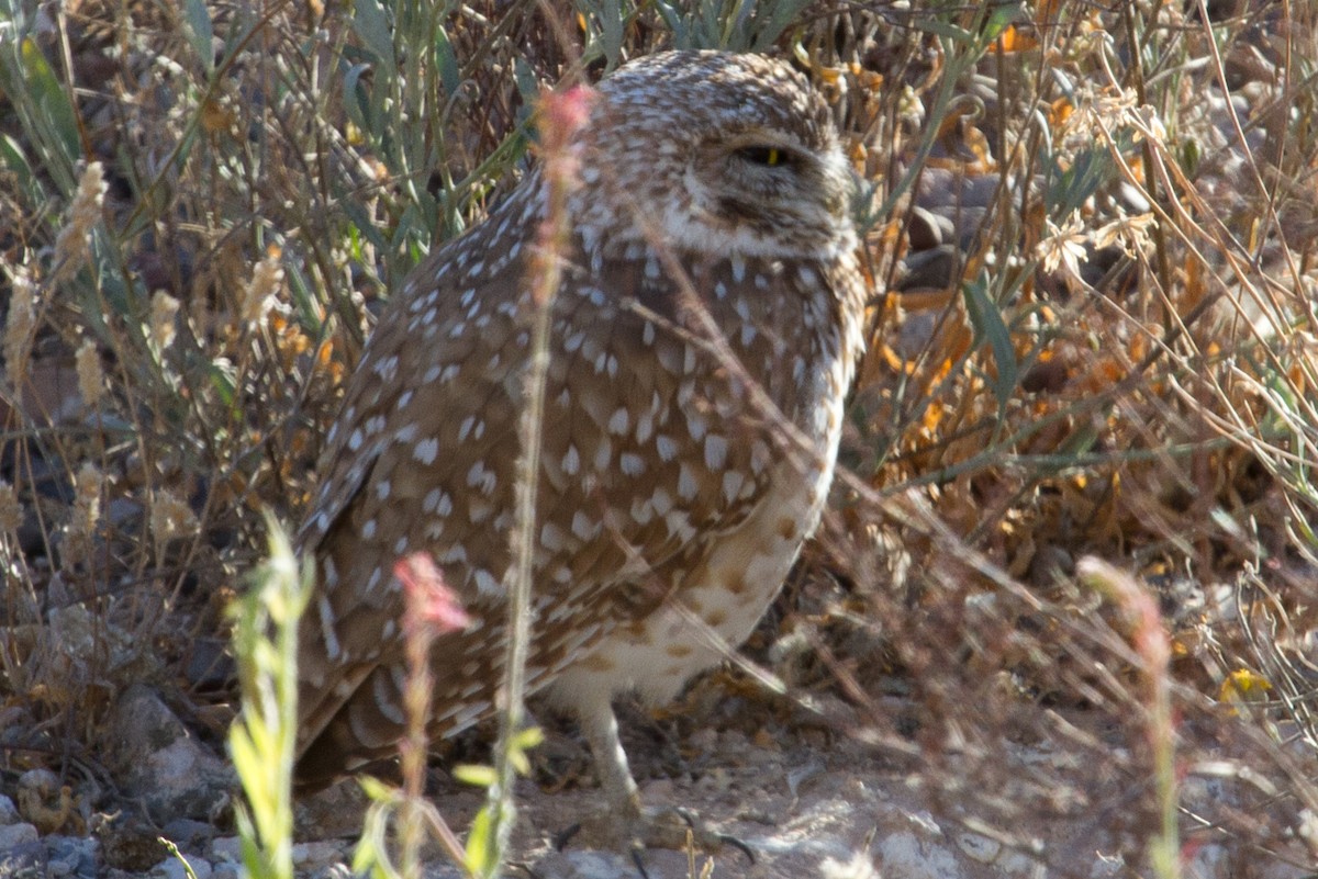 Burrowing Owl - ML263750751
