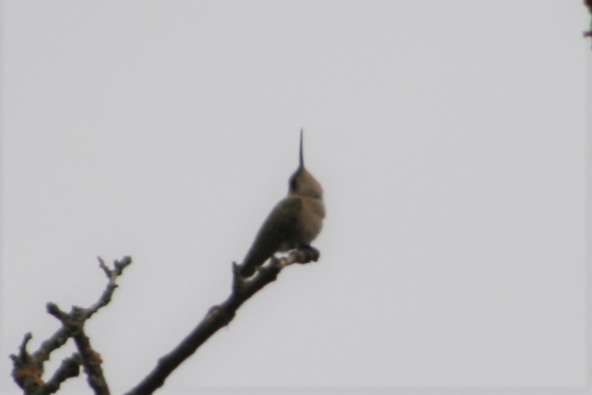Black-chinned Hummingbird - ML263751271