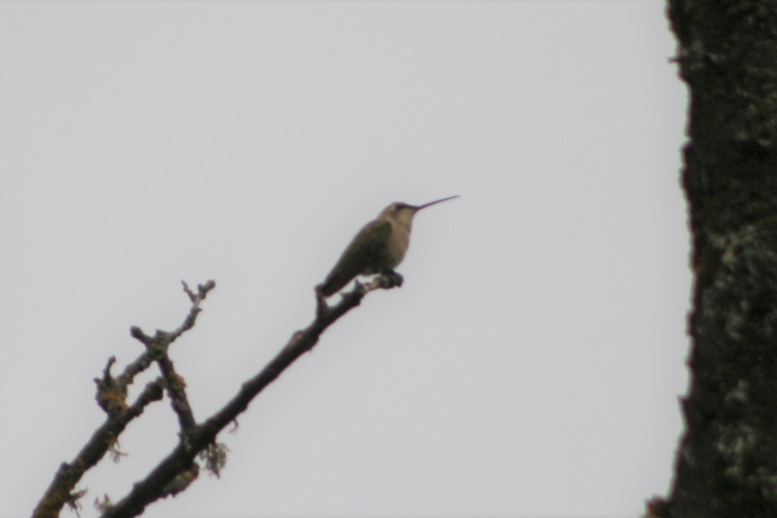 Black-chinned Hummingbird - ML263751281