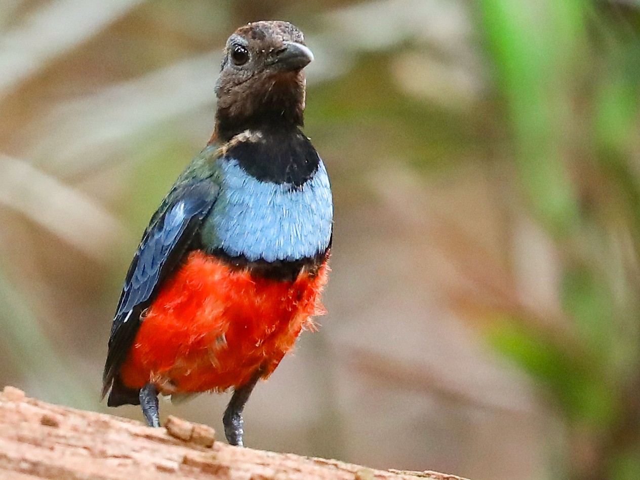Papuan Pitta - Doug Herrington || Birdwatching Tropical Australia Tours