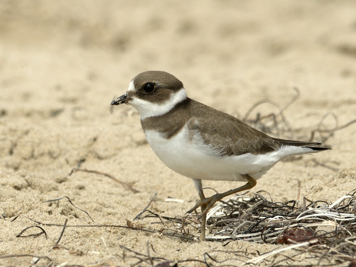 Semipalmated Plover - James Chapman