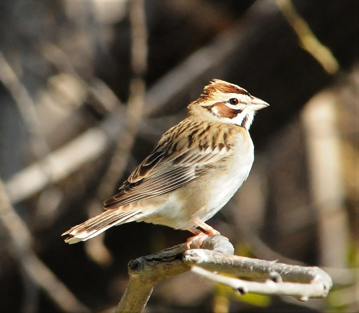Lark Sparrow - Sue Riffe