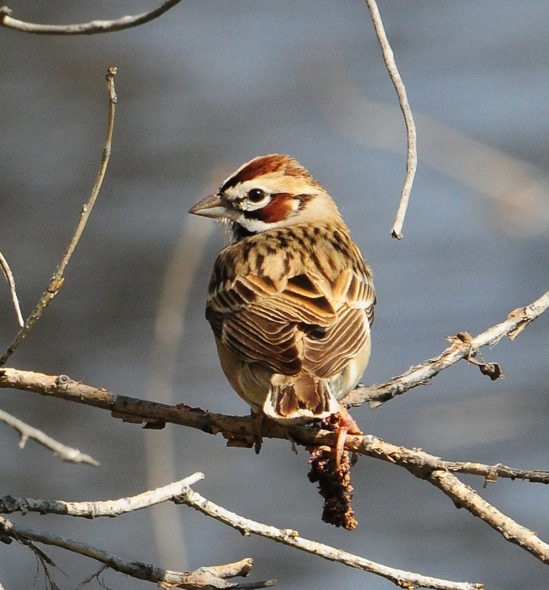 Lark Sparrow - Sue Riffe
