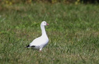 Ross's Goose, ML263752721