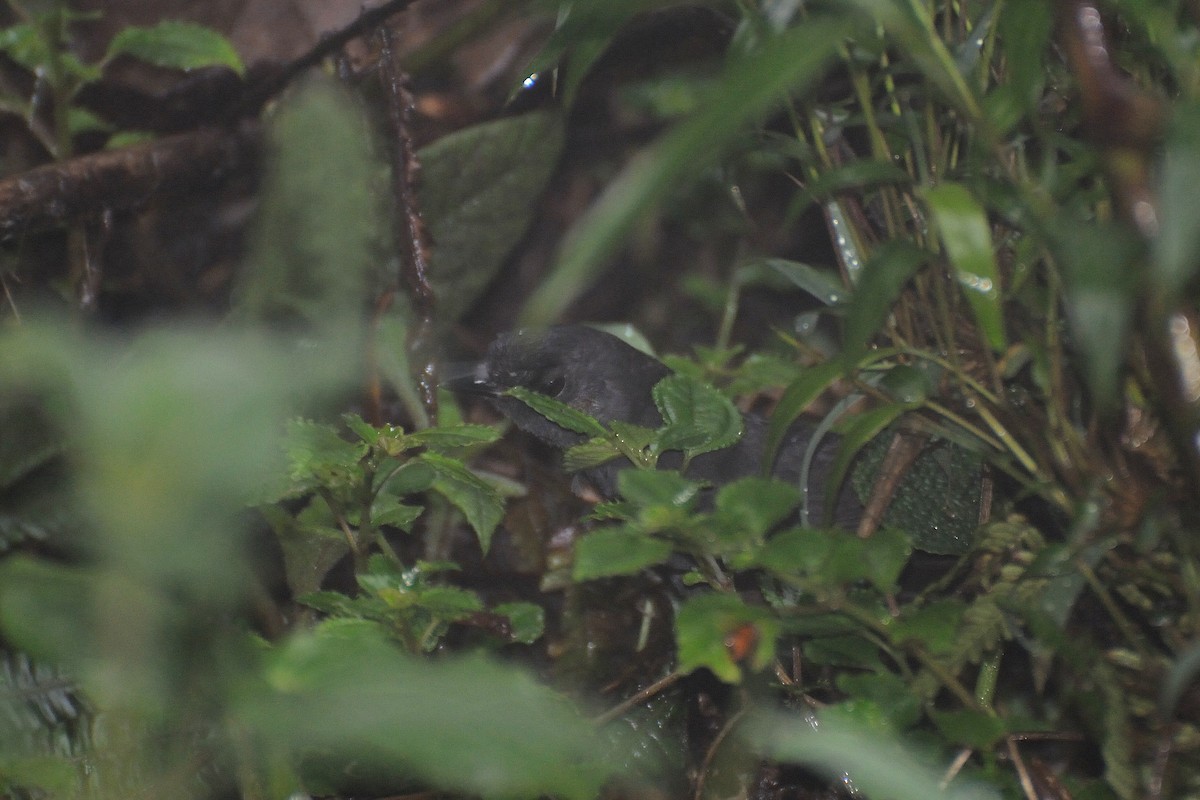 Rufous-vented Tapaculo - ML263753161