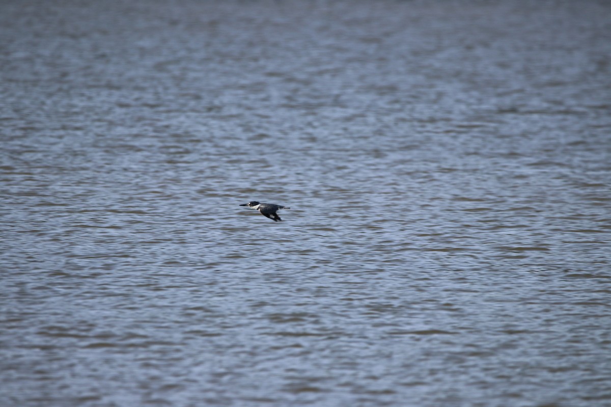 Belted Kingfisher - ML263754711