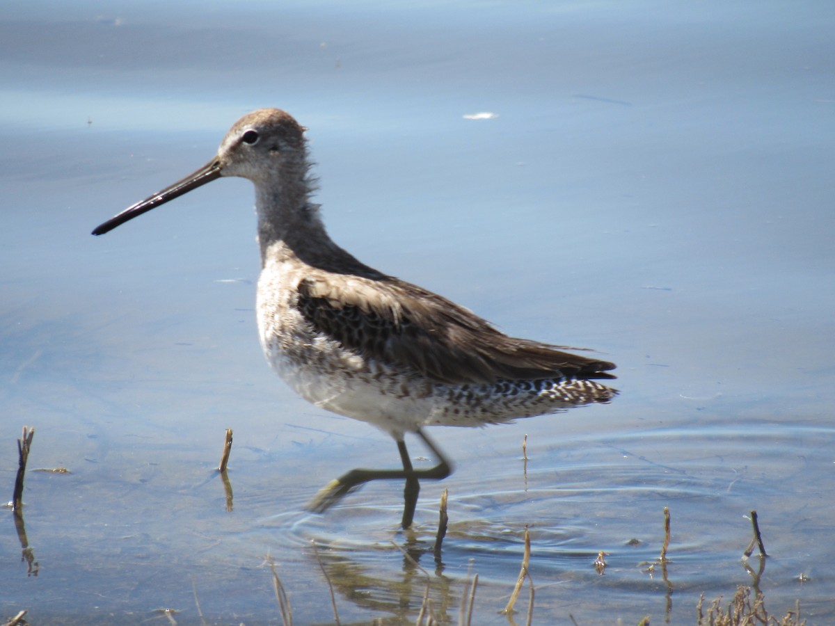 Long-billed Dowitcher - ML26375581