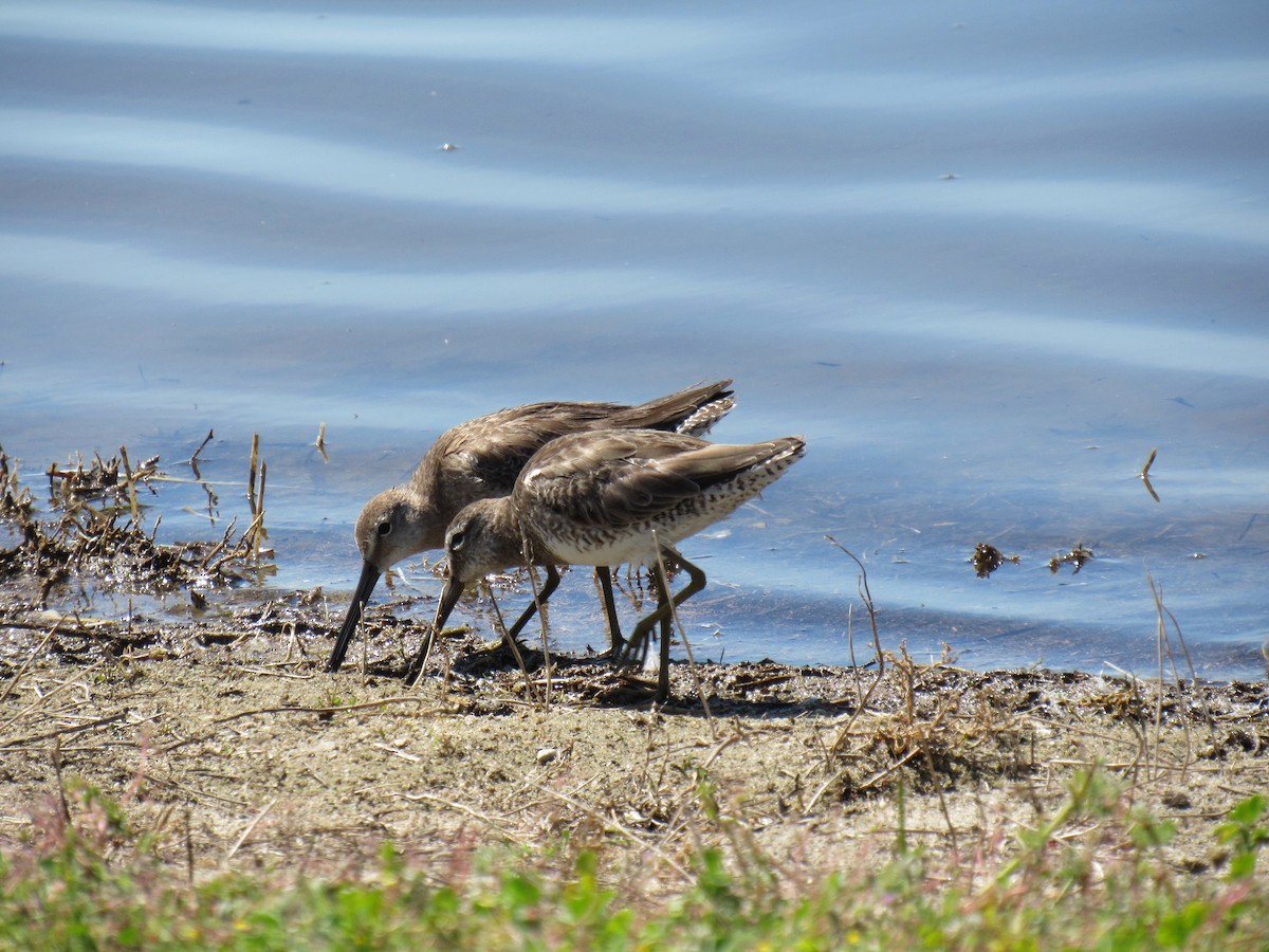 Long-billed Dowitcher - ML26375591
