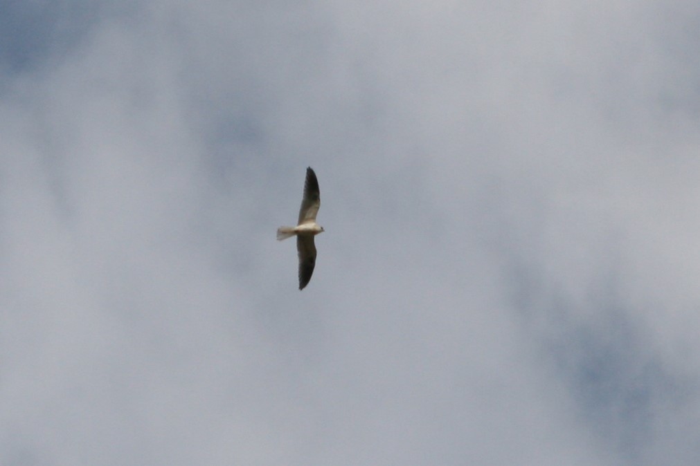 White-tailed Kite - ML263759741