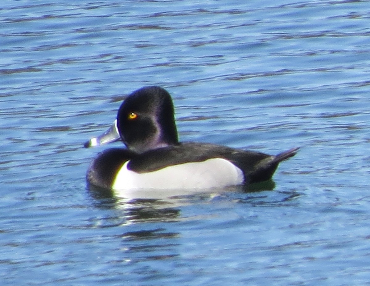 Ring-necked Duck - ML26376191