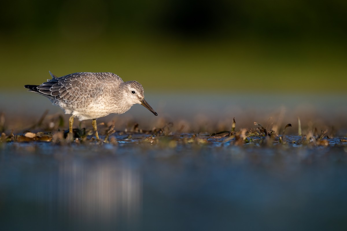 Red Knot - Kyle Tansley