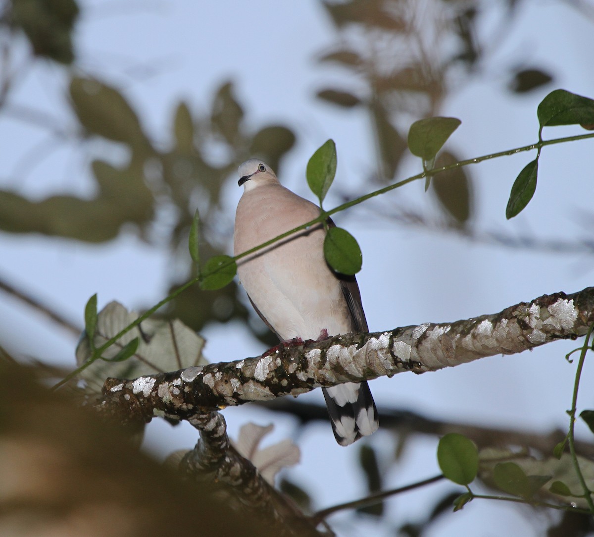 holub šedohlavý (ssp. plumbeiceps/notia) - ML26378521