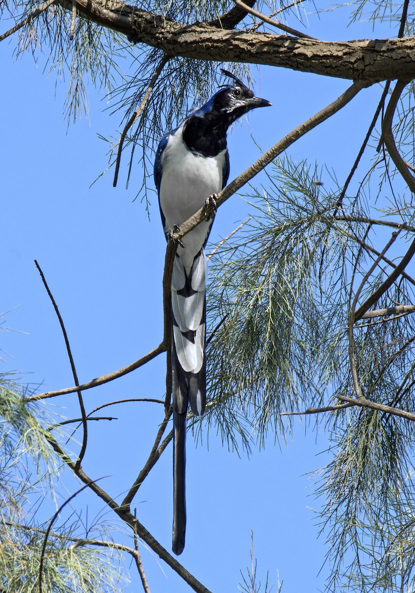 Black-throated Magpie-Jay - ML263785651