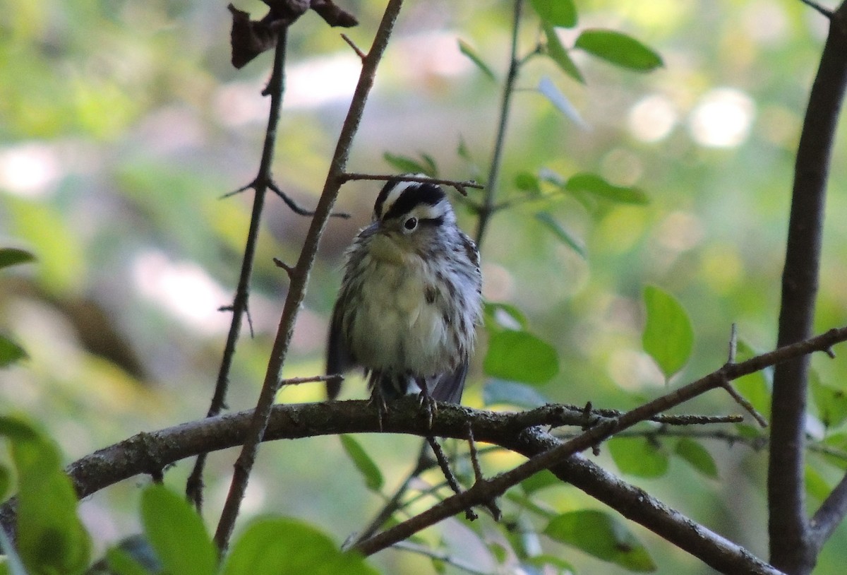 Black-and-white Warbler - ML263786061