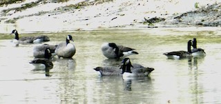 Canada Goose, ML263786601