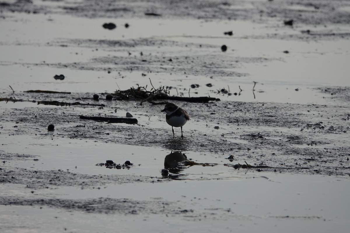 Semipalmated Plover - ML263791061