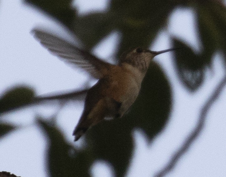 Calliope Hummingbird - ML263798461