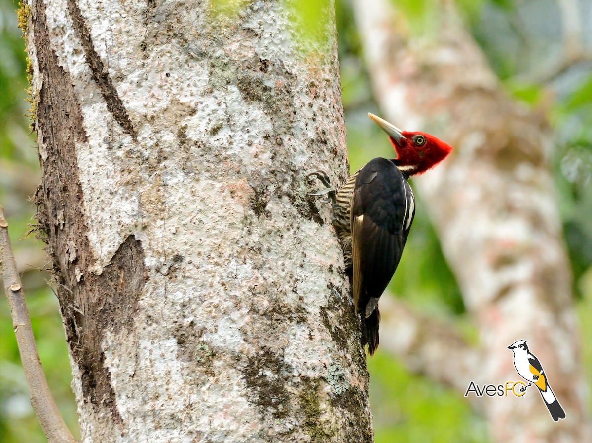 Pale-billed Woodpecker - AvesFC UNAM
