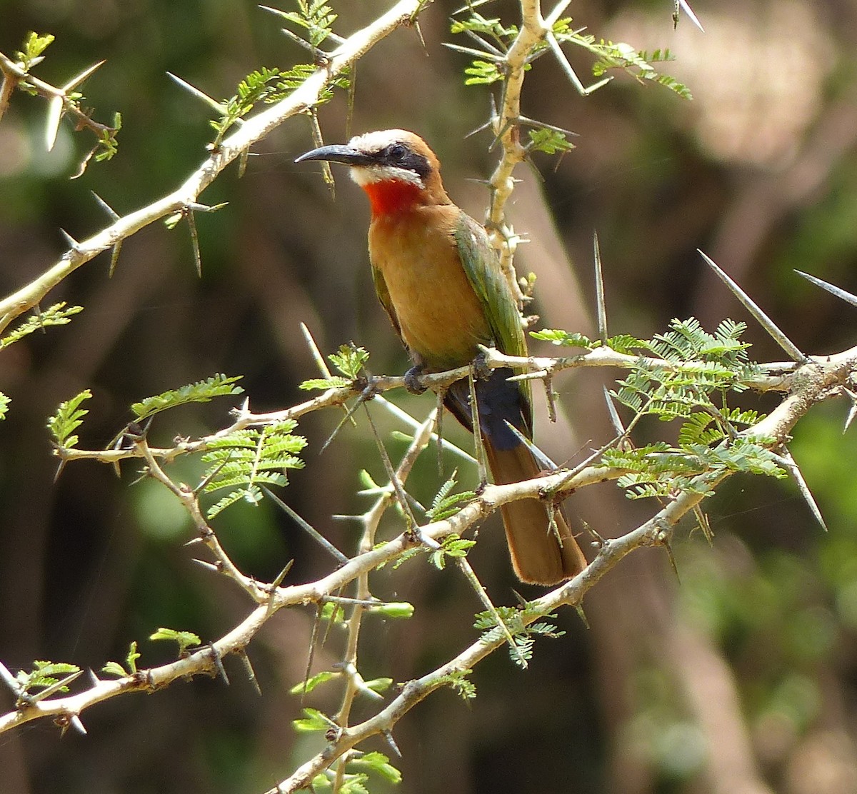 White-fronted Bee-eater - David Bree