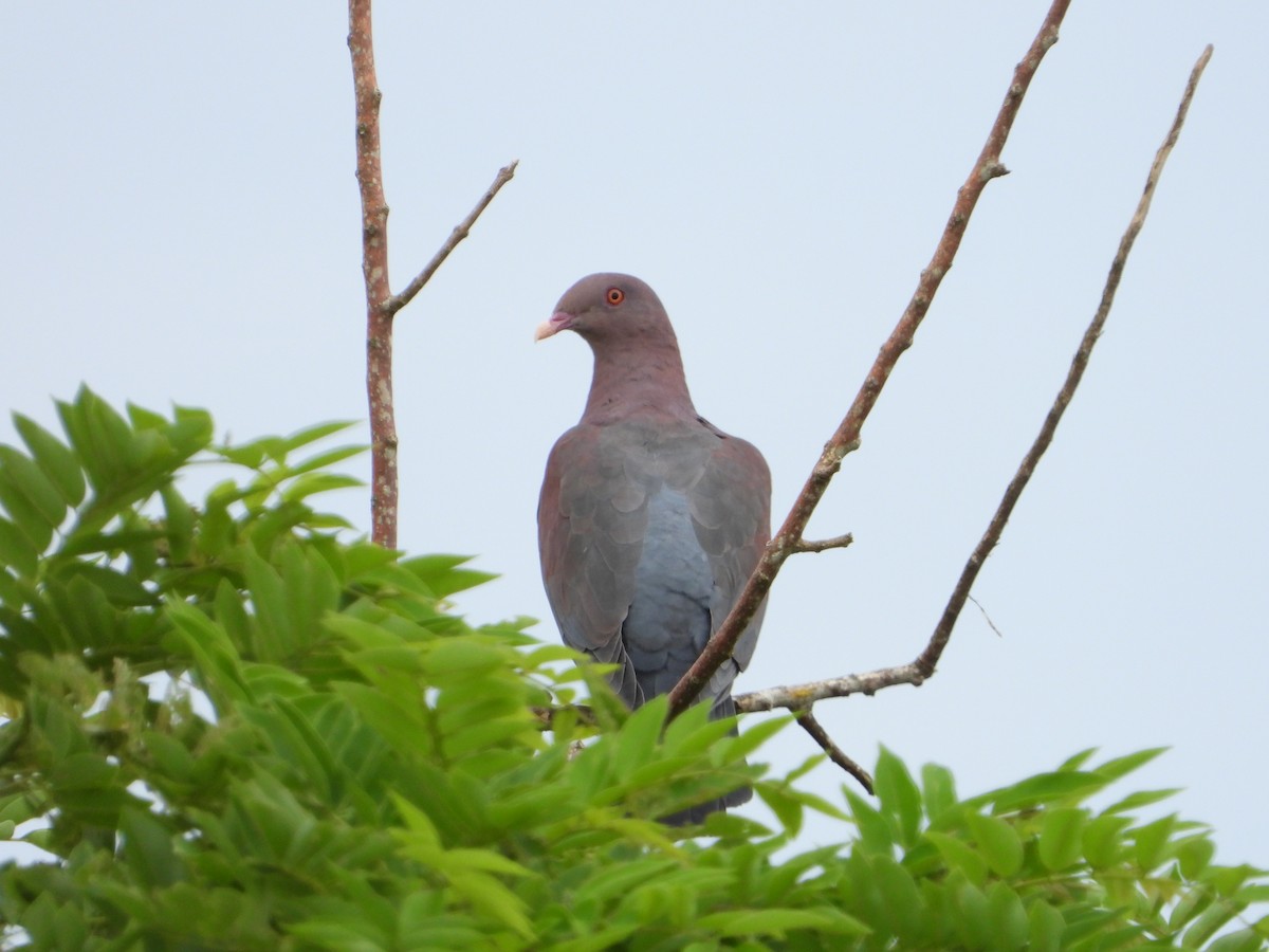 Red-billed Pigeon - ML263808281