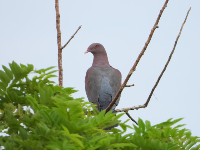 Red-billed Pigeon