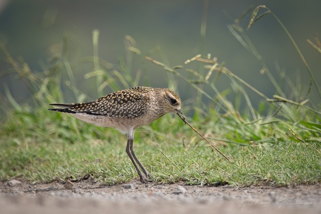 Bird capturing an earthworm. - American Golden-Plover - 