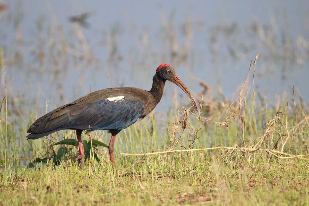 Red-naped Ibis - Praveen  Kumar