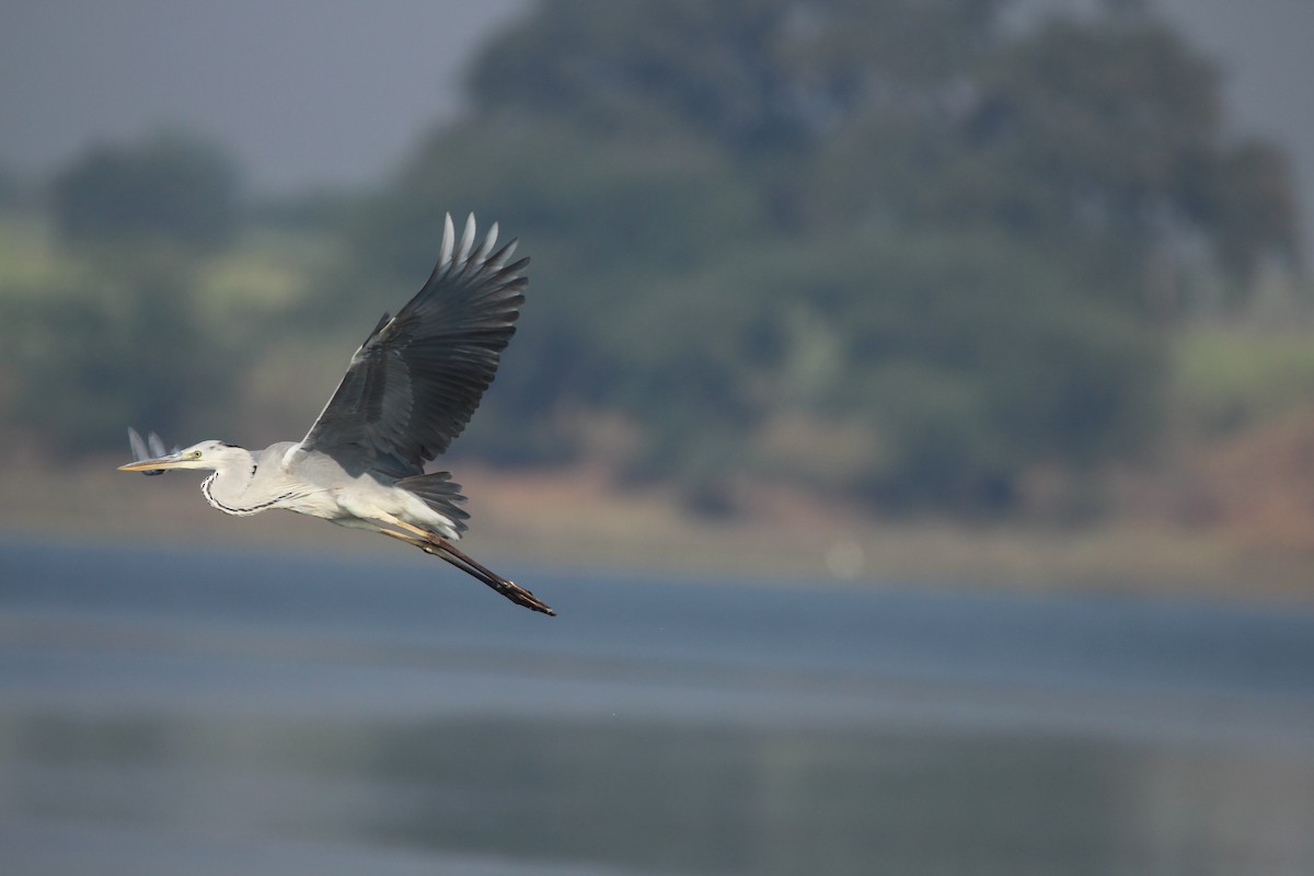 Gray Heron - Praveen  Kumar
