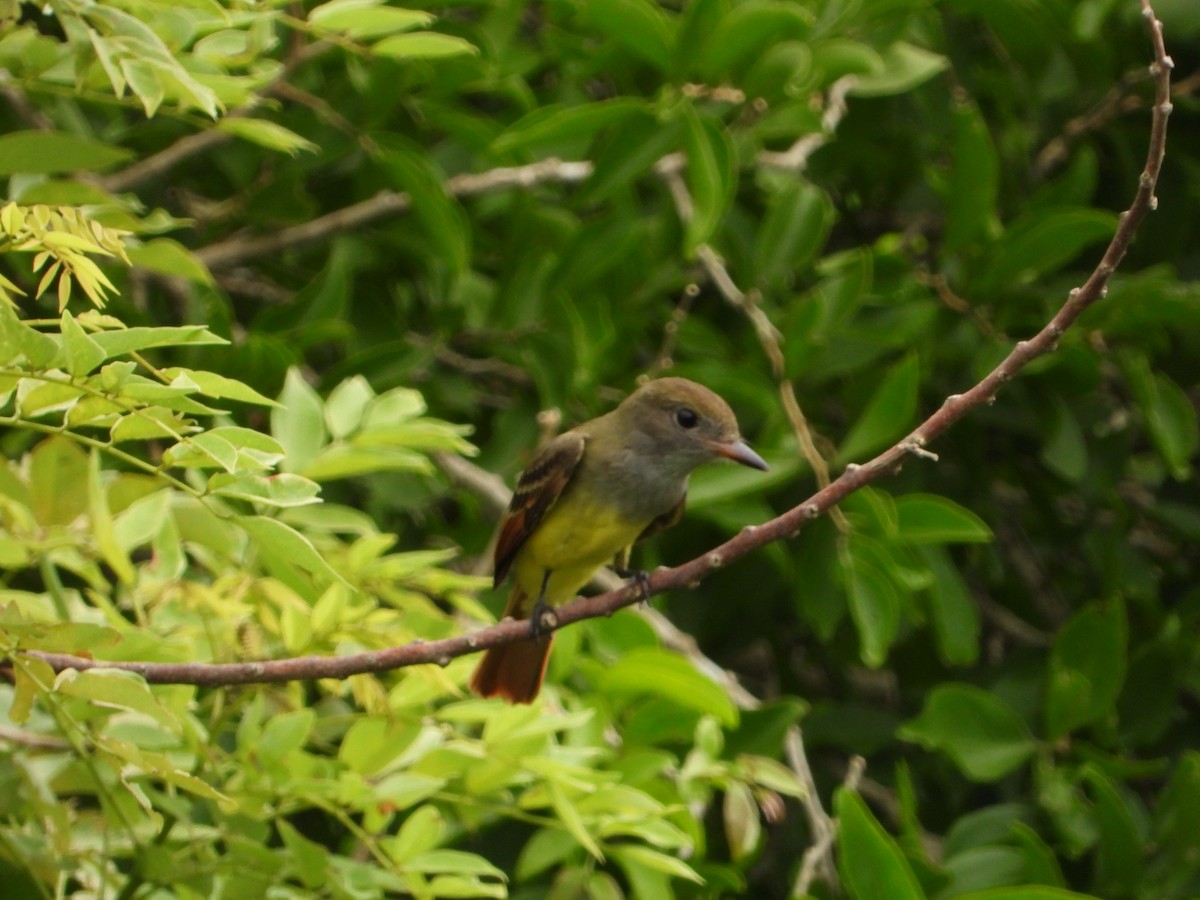 Great Crested Flycatcher - ML263819881