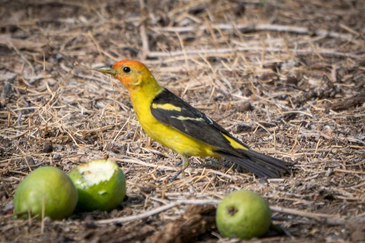 Western Tanager - ML263820131