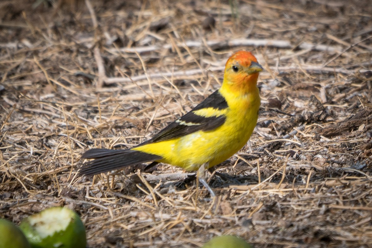 Western Tanager - ML263820141