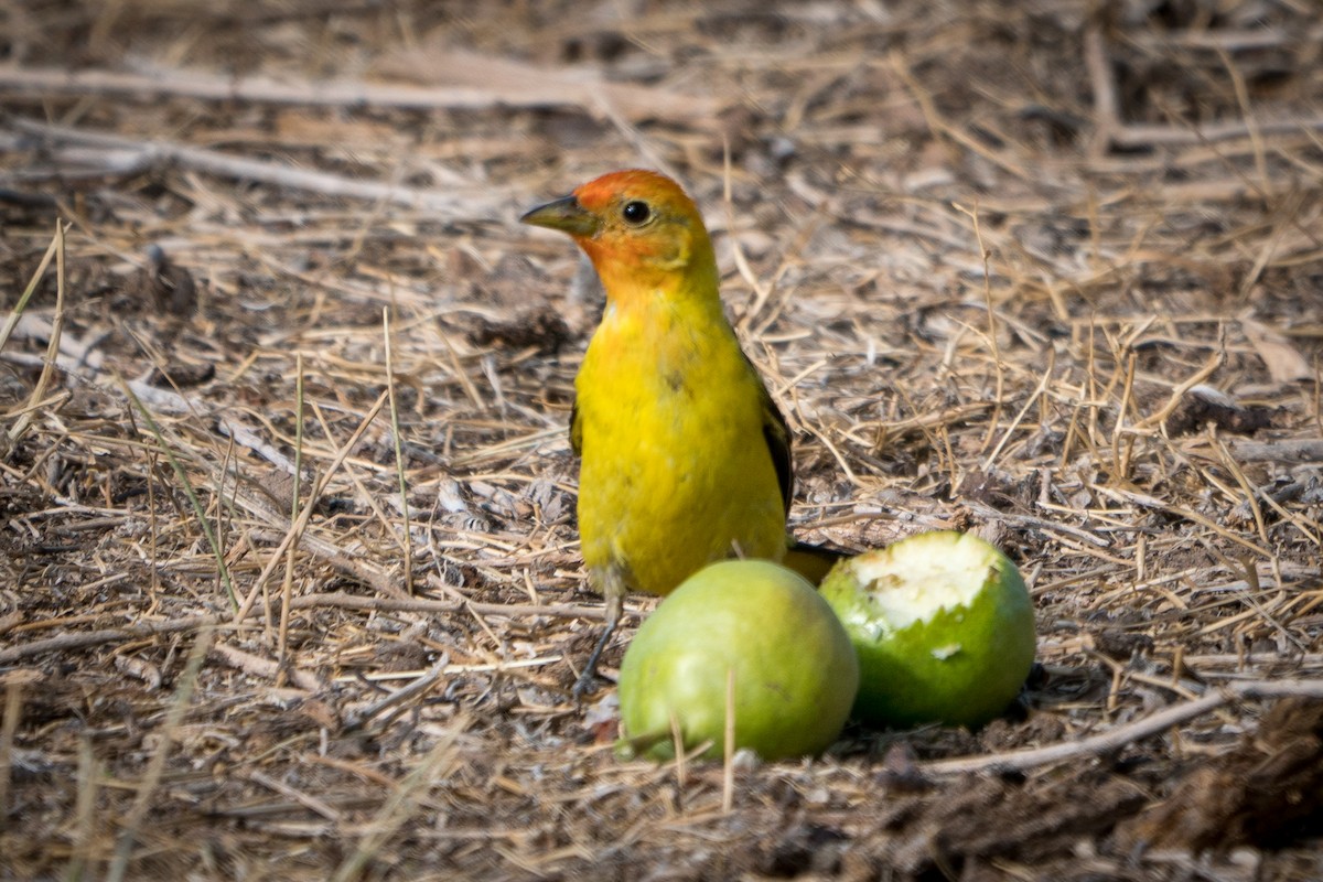 Western Tanager - ML263820151