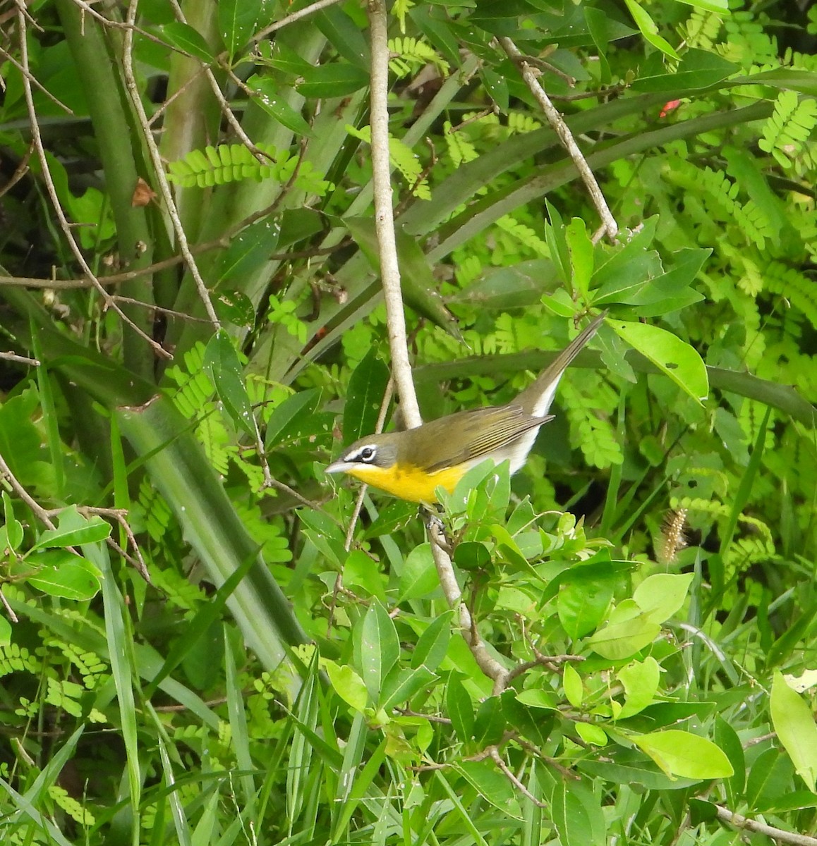 Yellow-breasted Chat - ML263820261