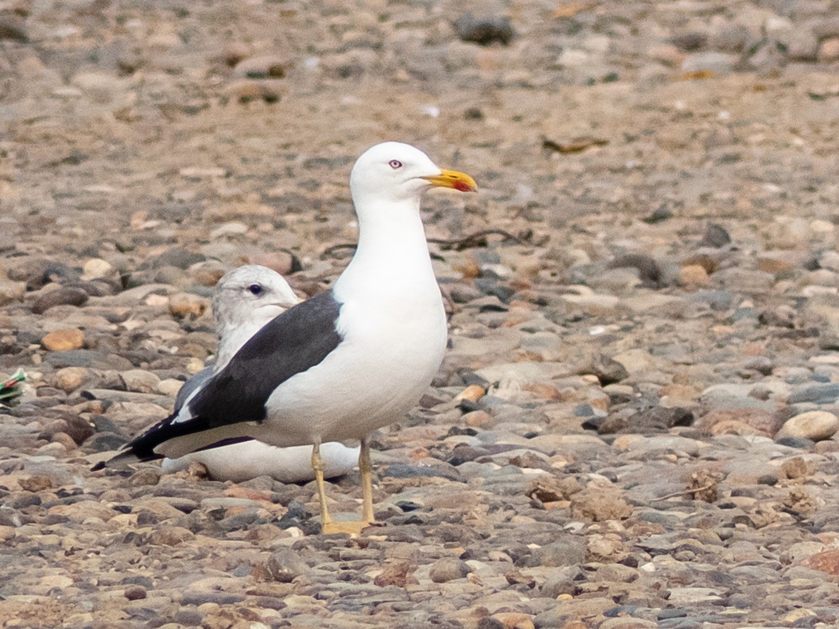 eBird Checklist 18 Sep 2020 Asotin County Regional Landfill 1 species