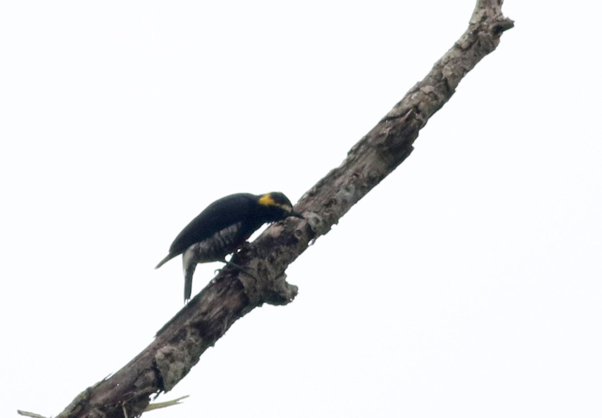 Yellow-tufted Woodpecker - Jay McGowan