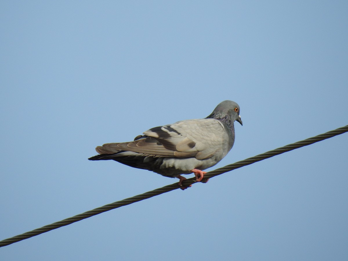Rock Pigeon (Feral Pigeon) - ML263826201