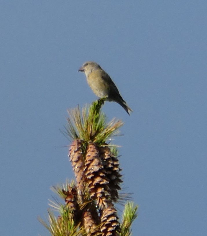 Red Crossbill (Northeastern or type 12) - ML263826871