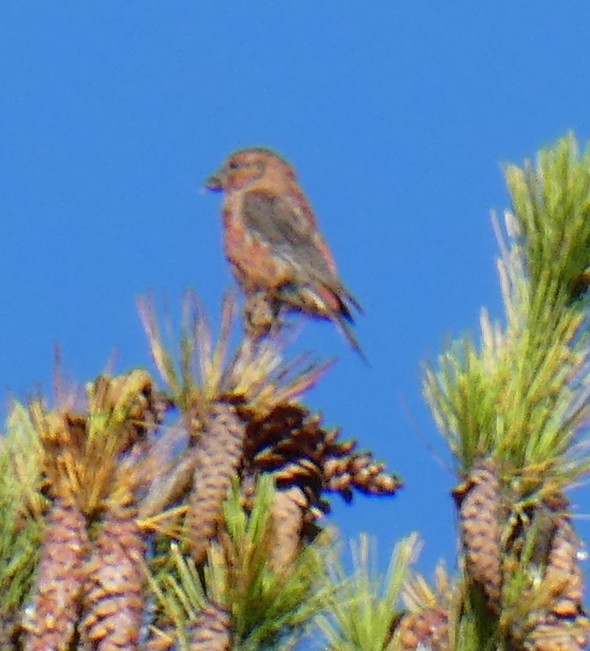 Red Crossbill (Northeastern or type 12) - ML263826921