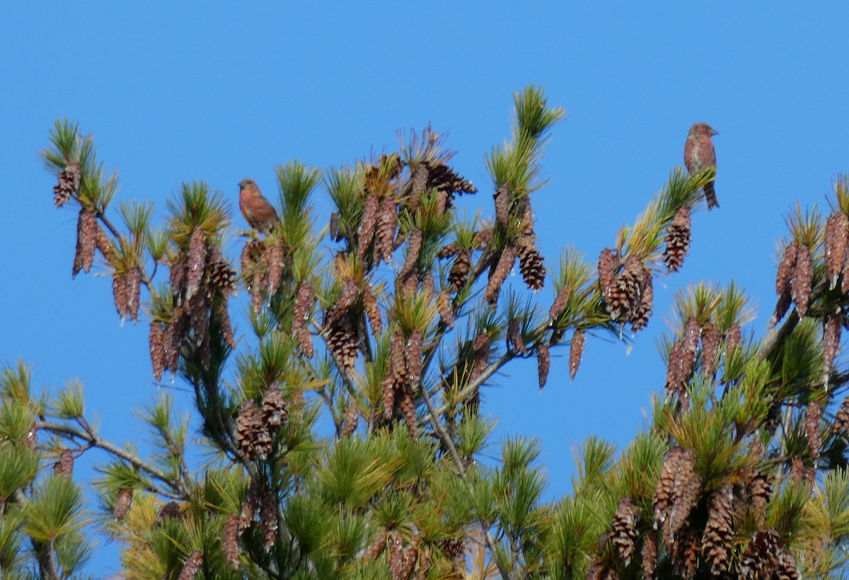 Red Crossbill (Northeastern or type 12) - ML263827001