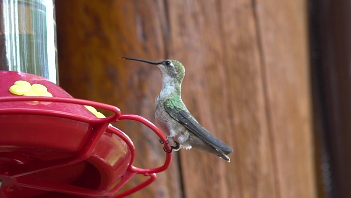 Black-chinned Hummingbird - ML263833501