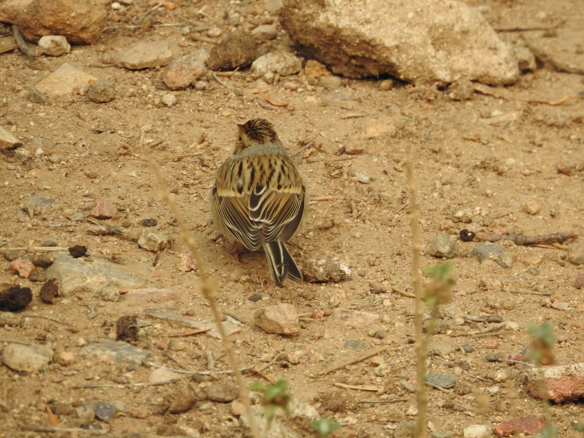 Clay-colored Sparrow - ML263841701