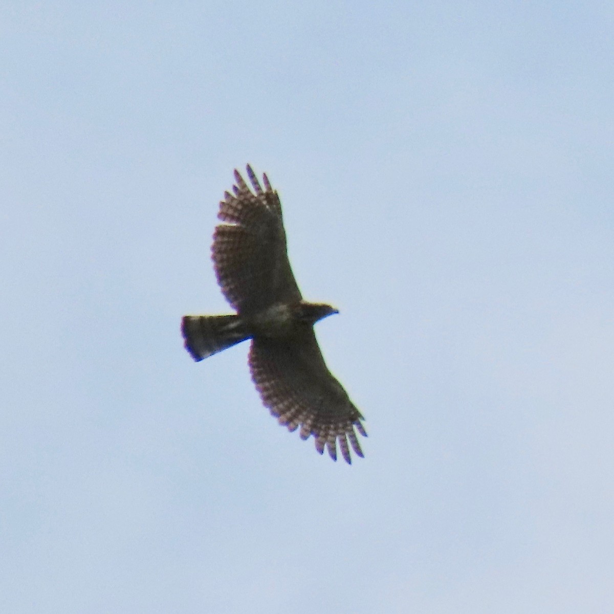 Philippine Hawk-Eagle - Janina Castro