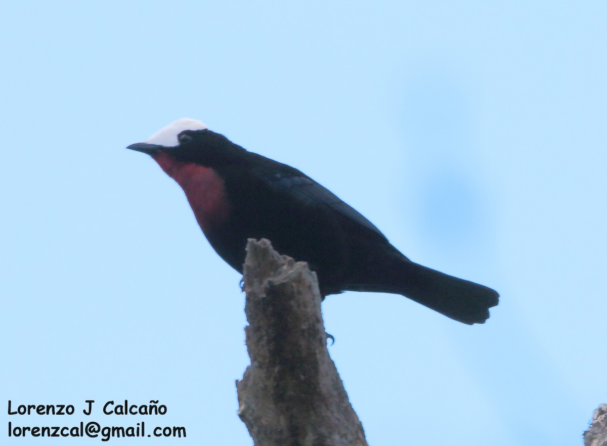 White-capped Tanager - ML263856251