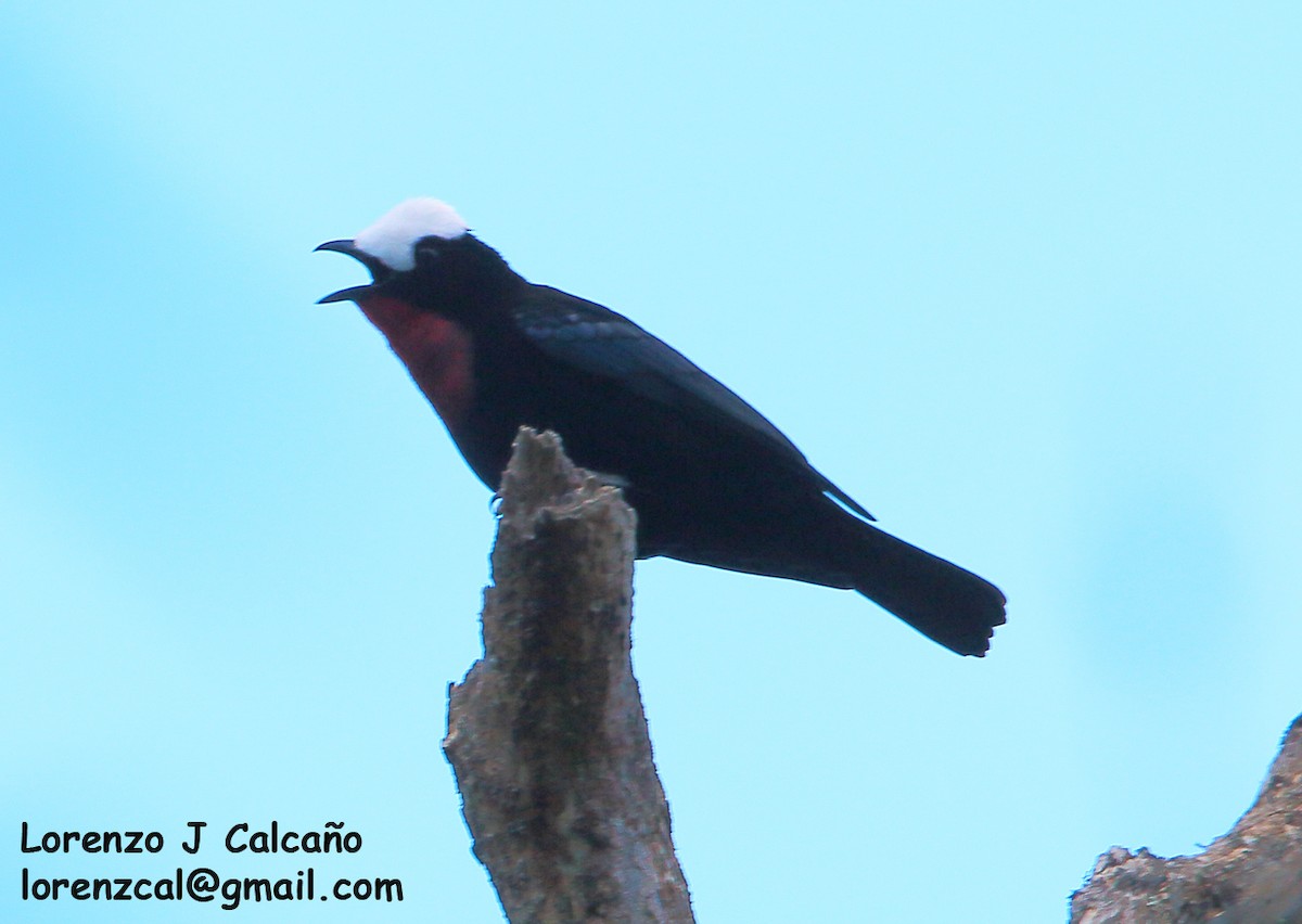 White-capped Tanager - Lorenzo Calcaño