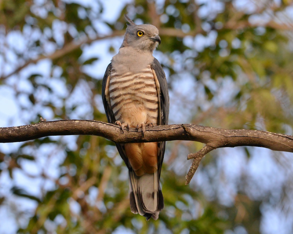 Pacific Baza - Peter Storer