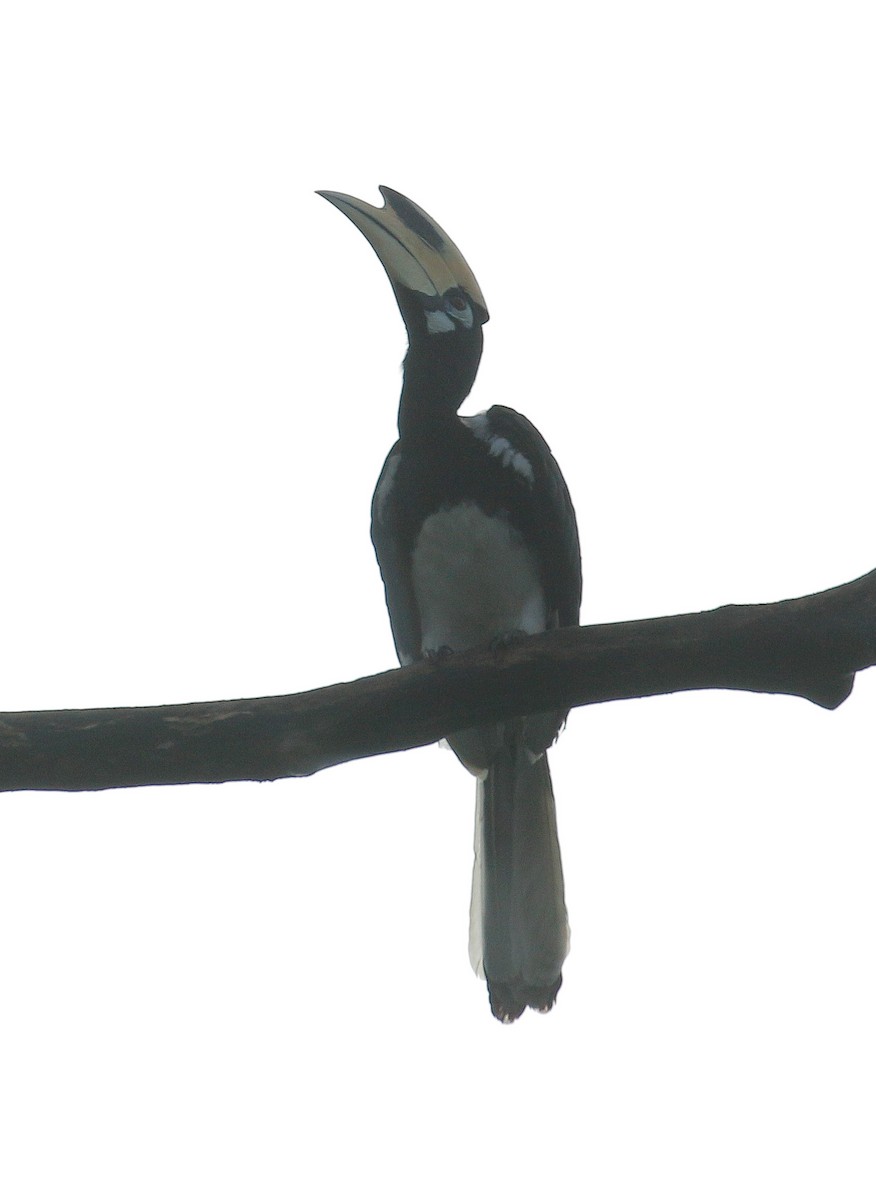 Oriental Pied-Hornbill - Neoh Hor Kee