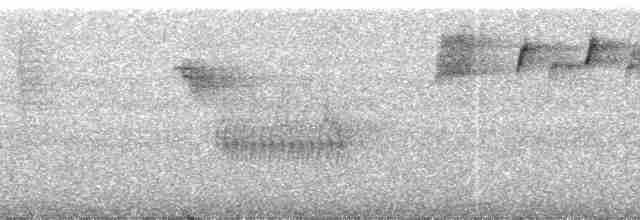 Чешуйчатогрудый саблекрыл (roberti) - ML26386