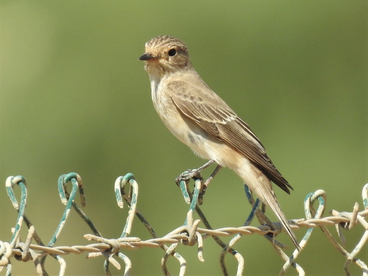Spotted Flycatcher (Spotted) - ML263860811