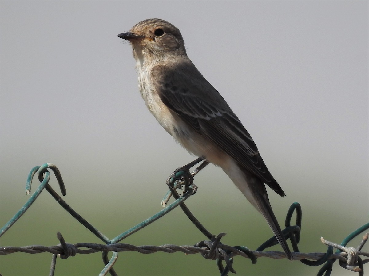 Spotted Flycatcher (Spotted) - ML263860831