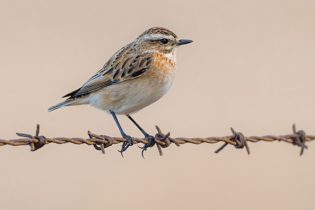 Whinchat - ML263865671